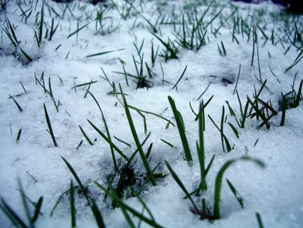 snow-grass
